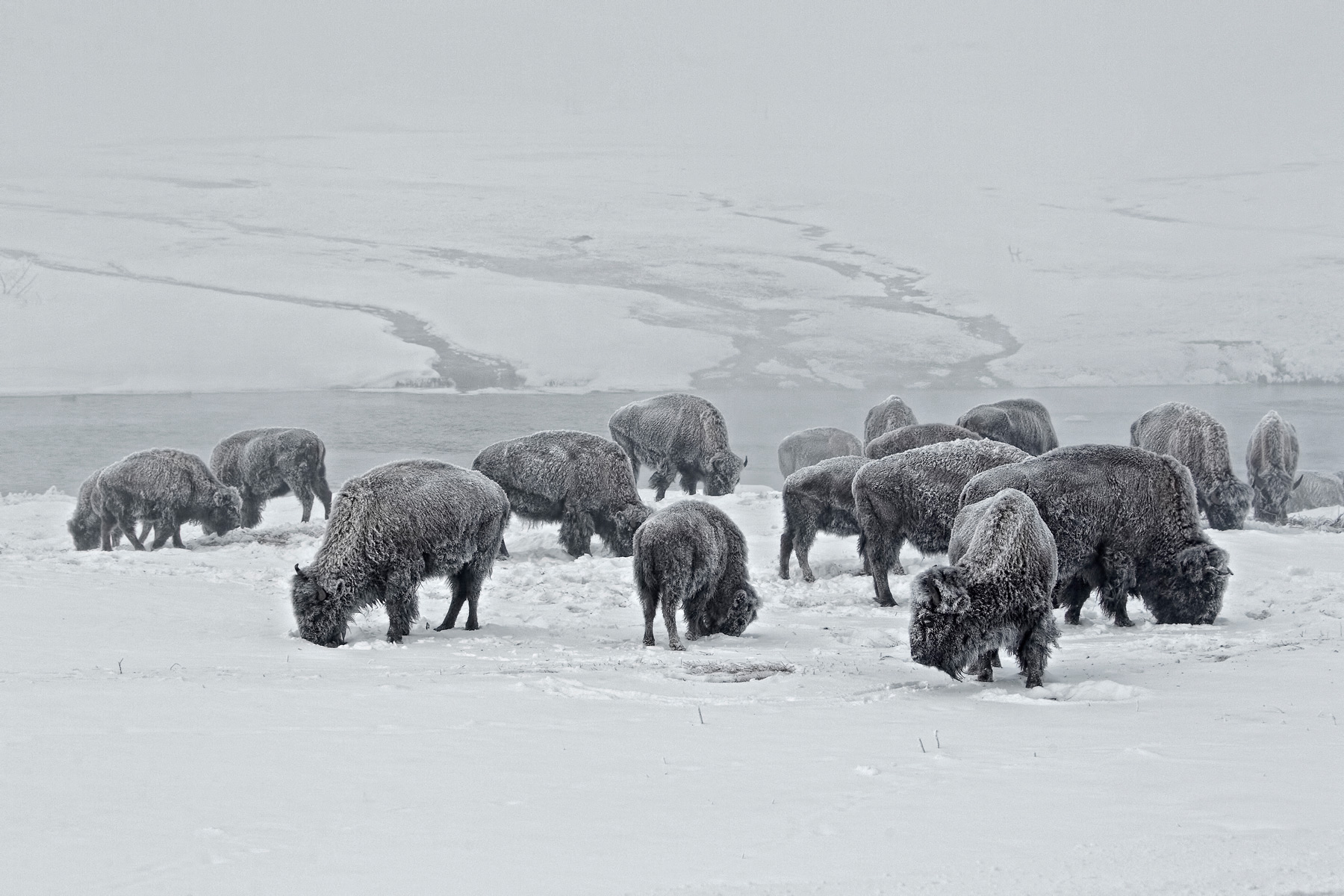 Bison-herd