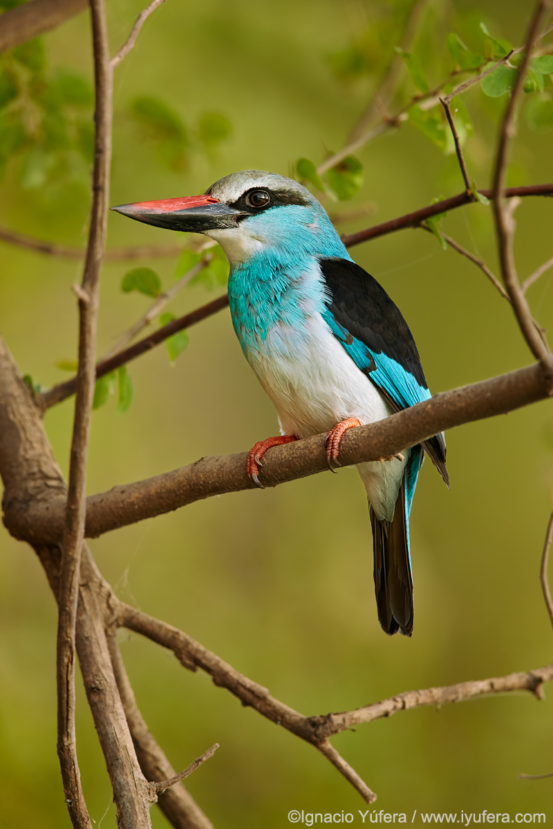Blue-breasted-Kingfisher-2