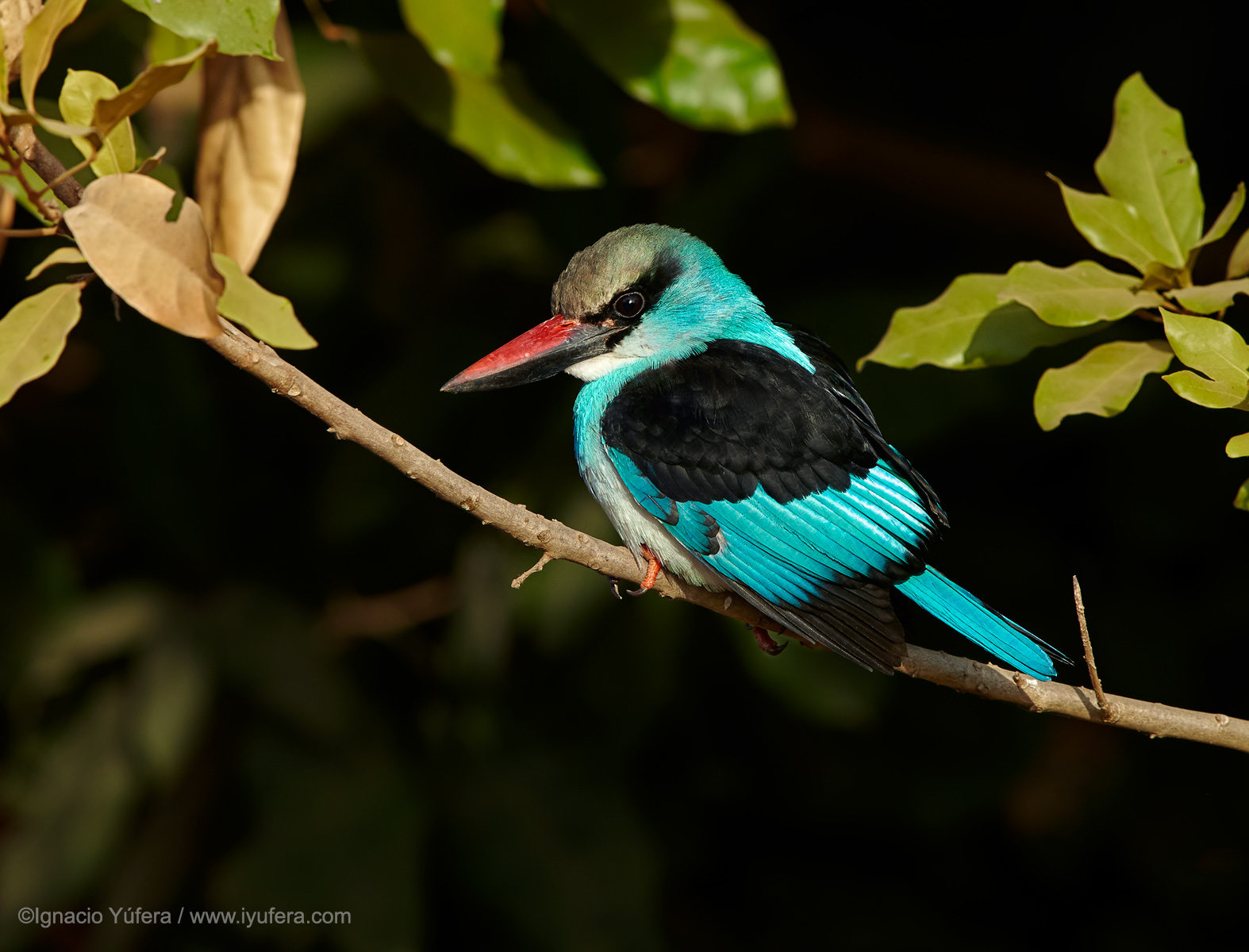 Blue-breasted-kingfisher