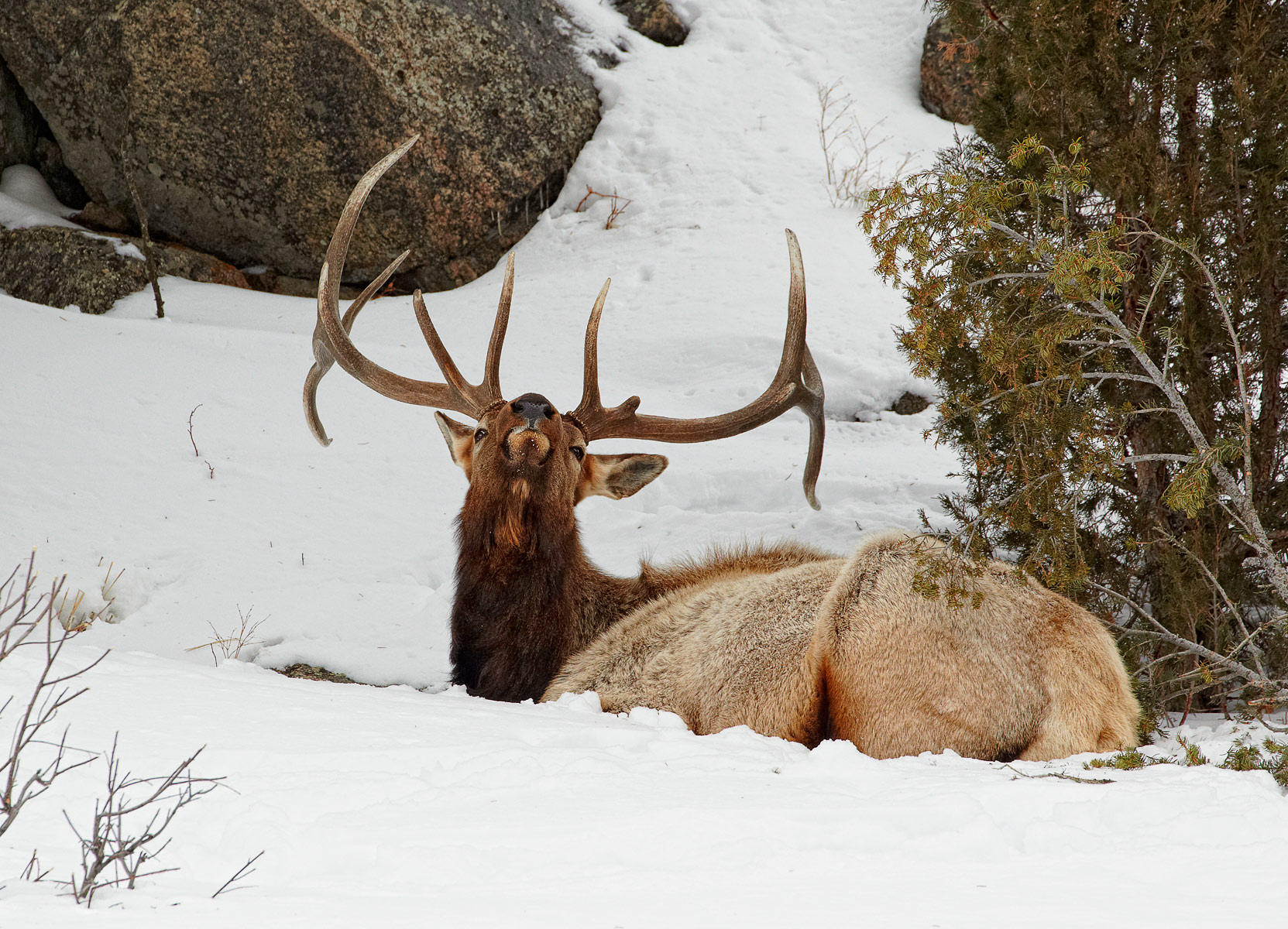 Bull-Elk-lying-in-snow