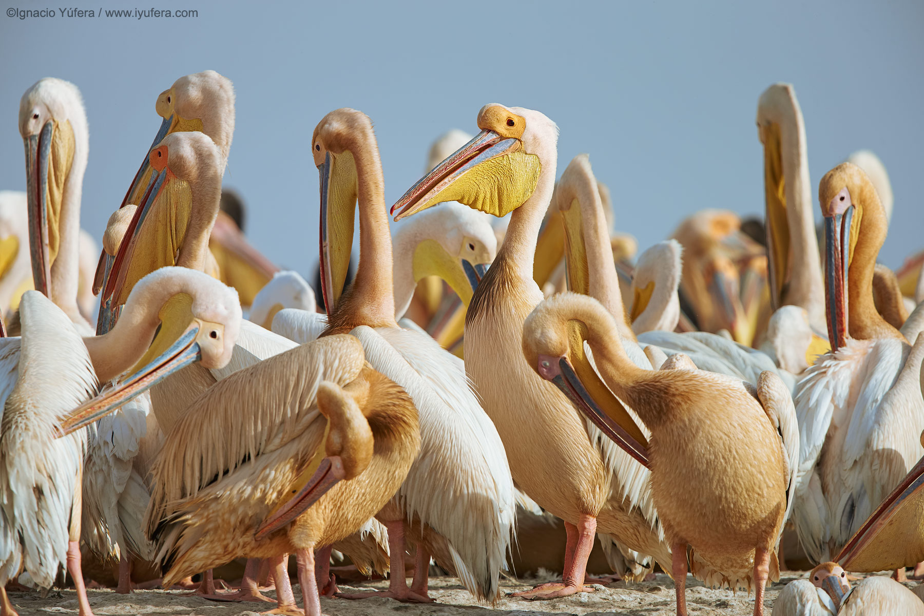 Great-white-pelicans