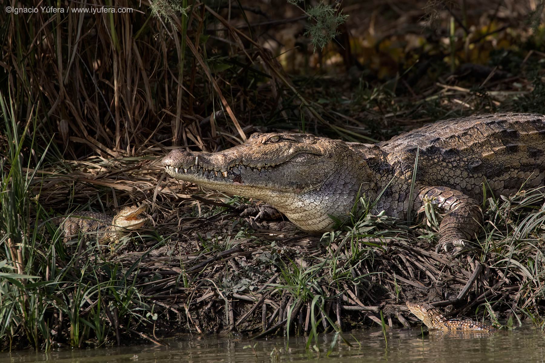 Nile-crocodile