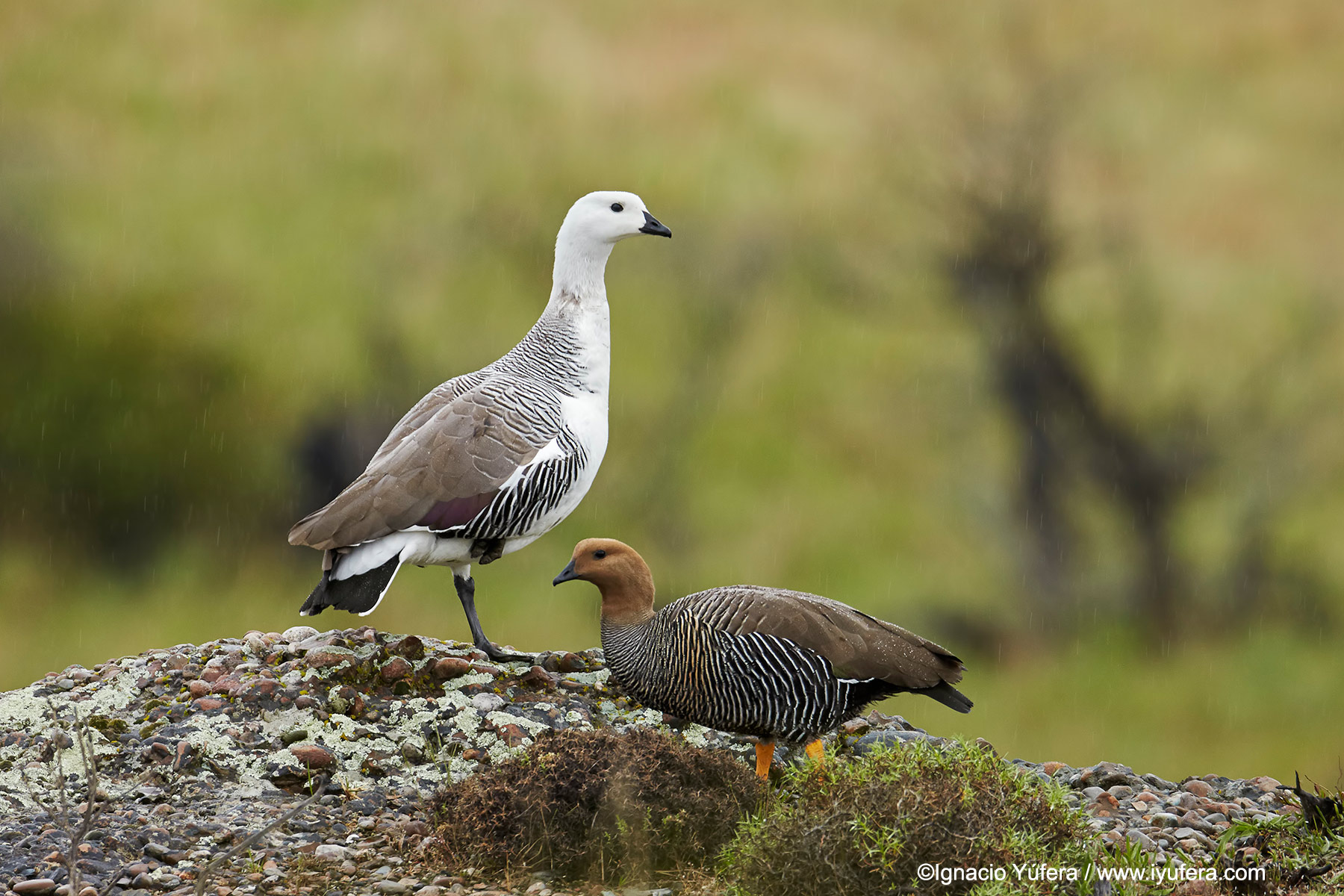 Upland geese