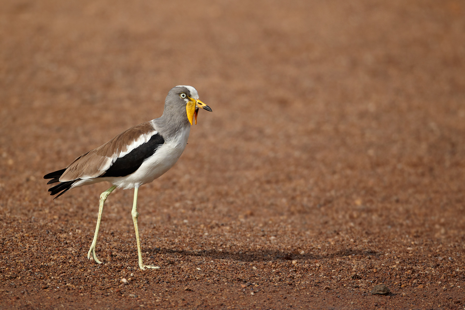 White-headed Lapwing (Vanellus albiceps)