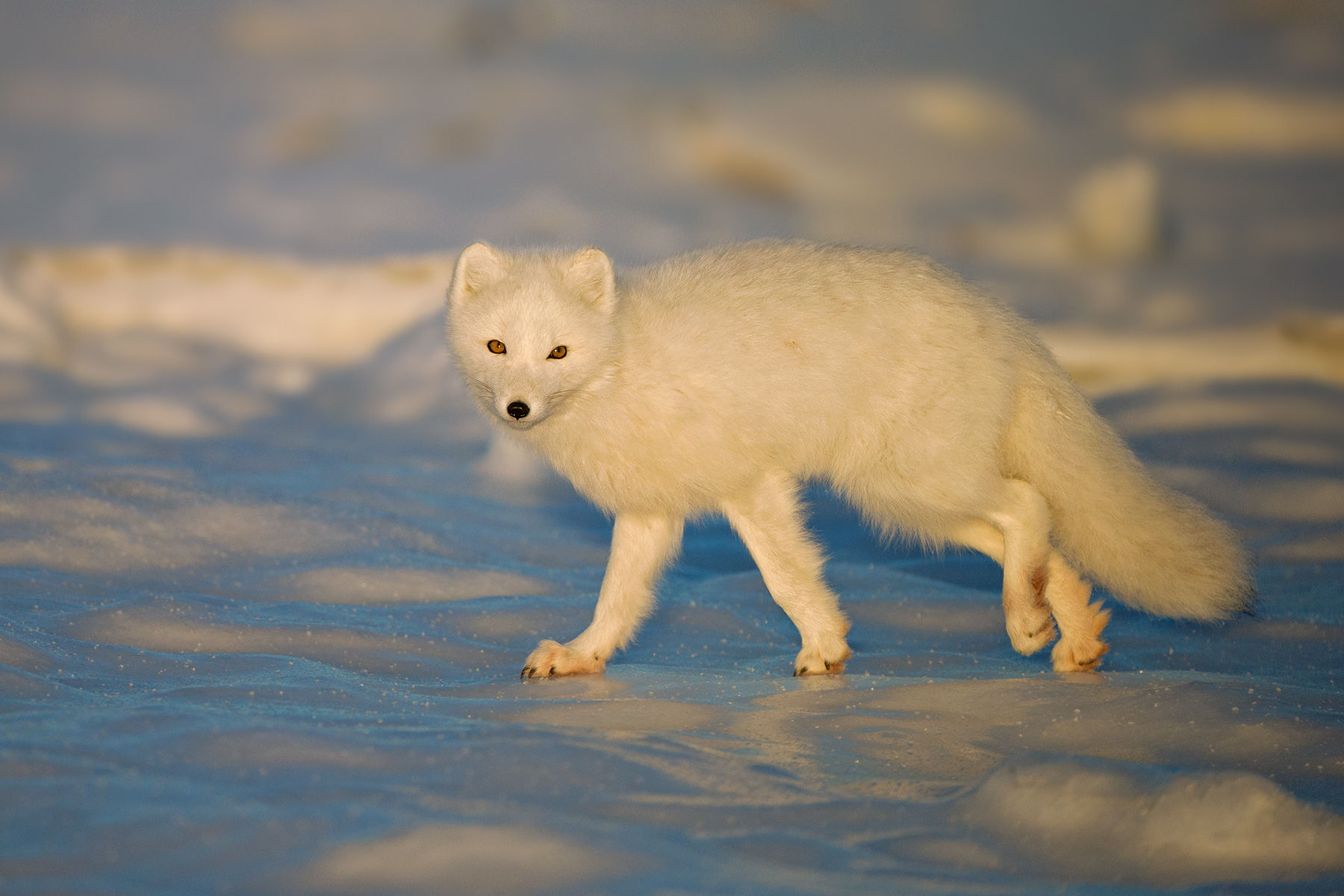 Arctic Fox Blue