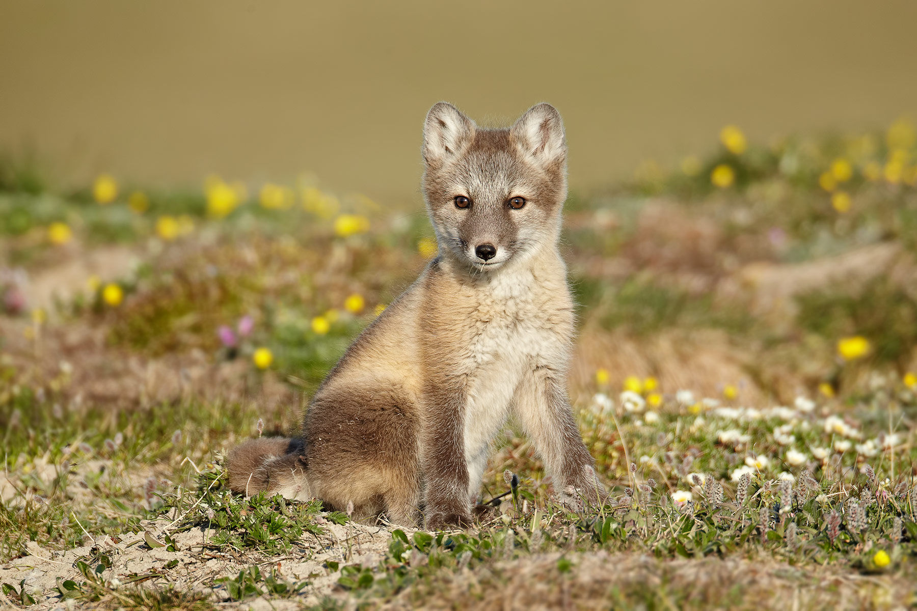 Arctic Fox Cub