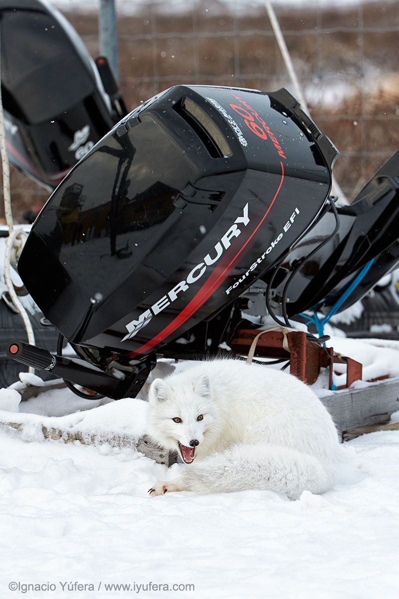 Arctic Fox and Motor