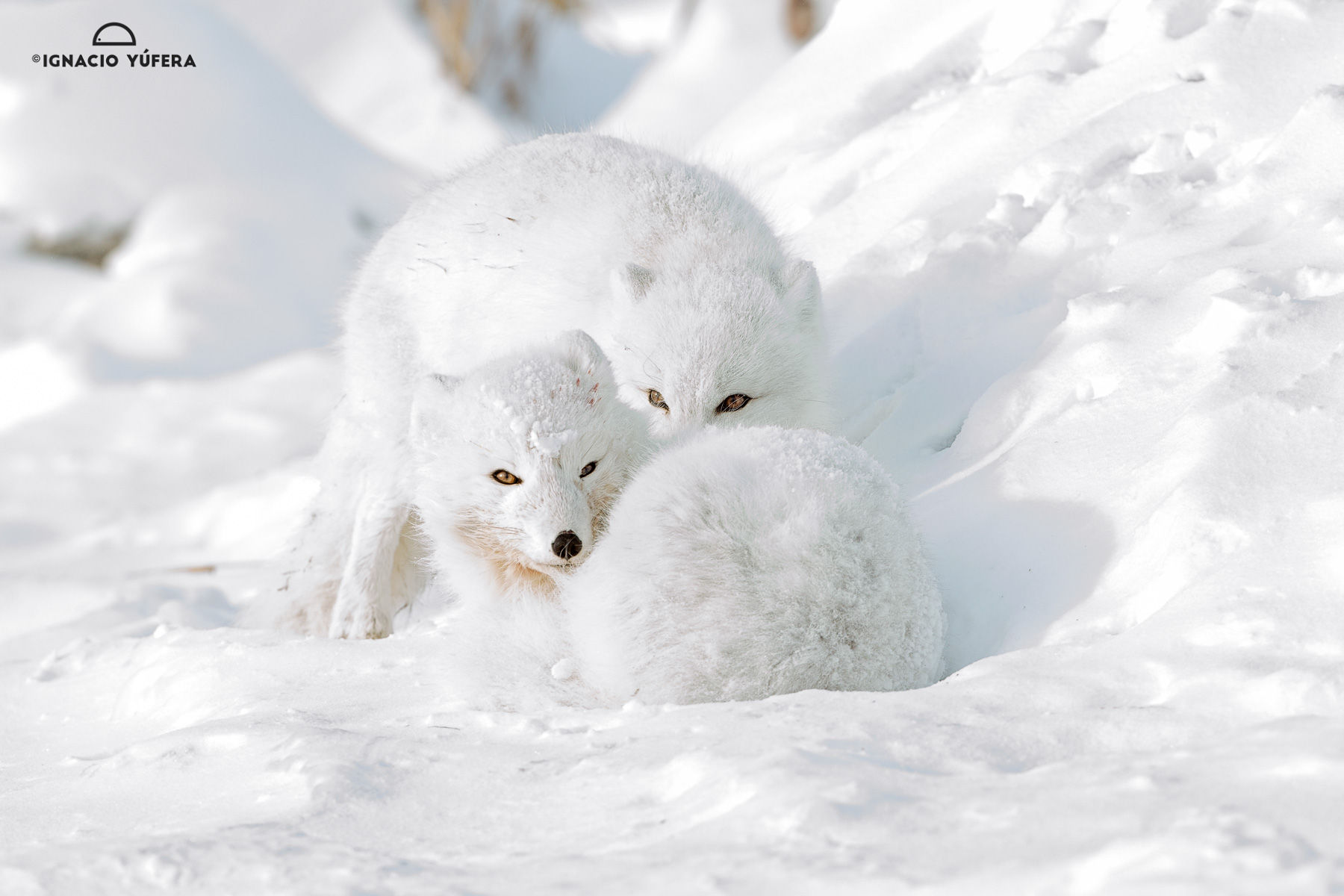 Arctic Fox Pair