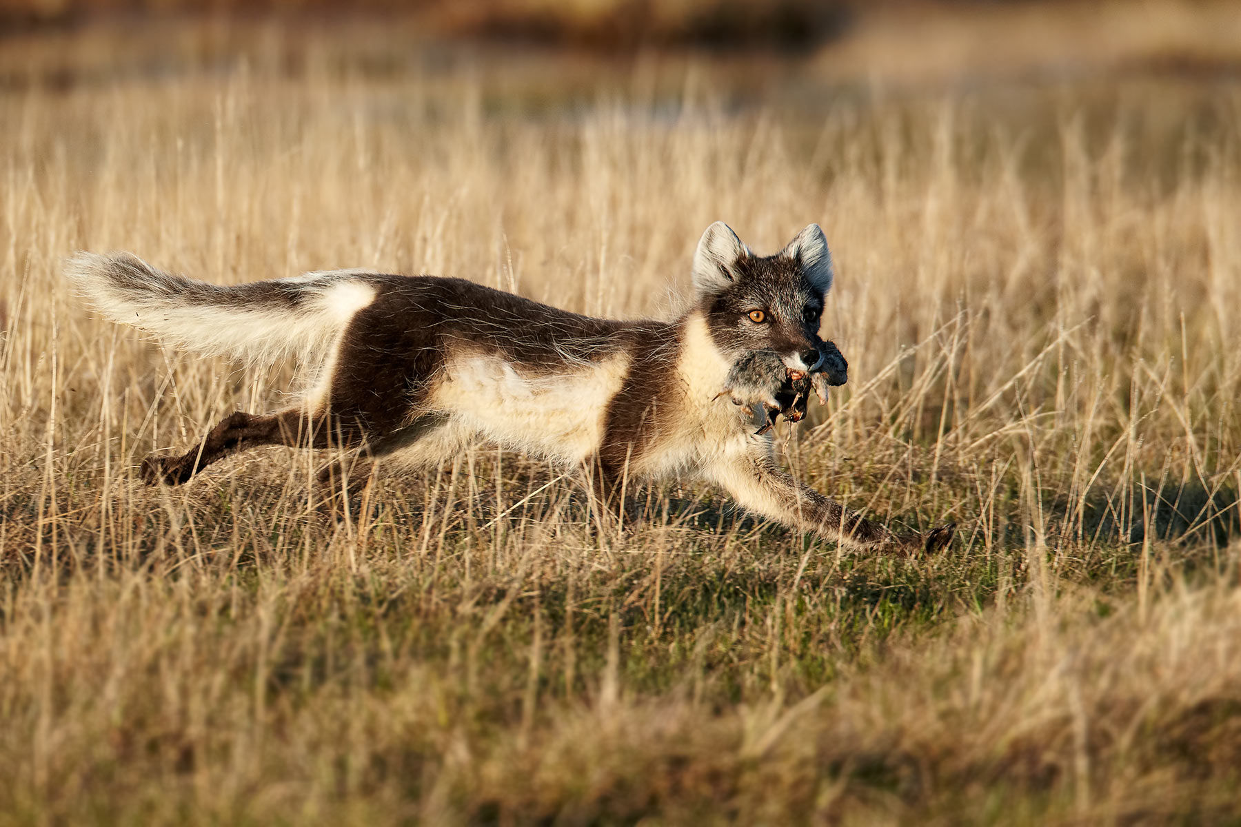 arctic fox with prey