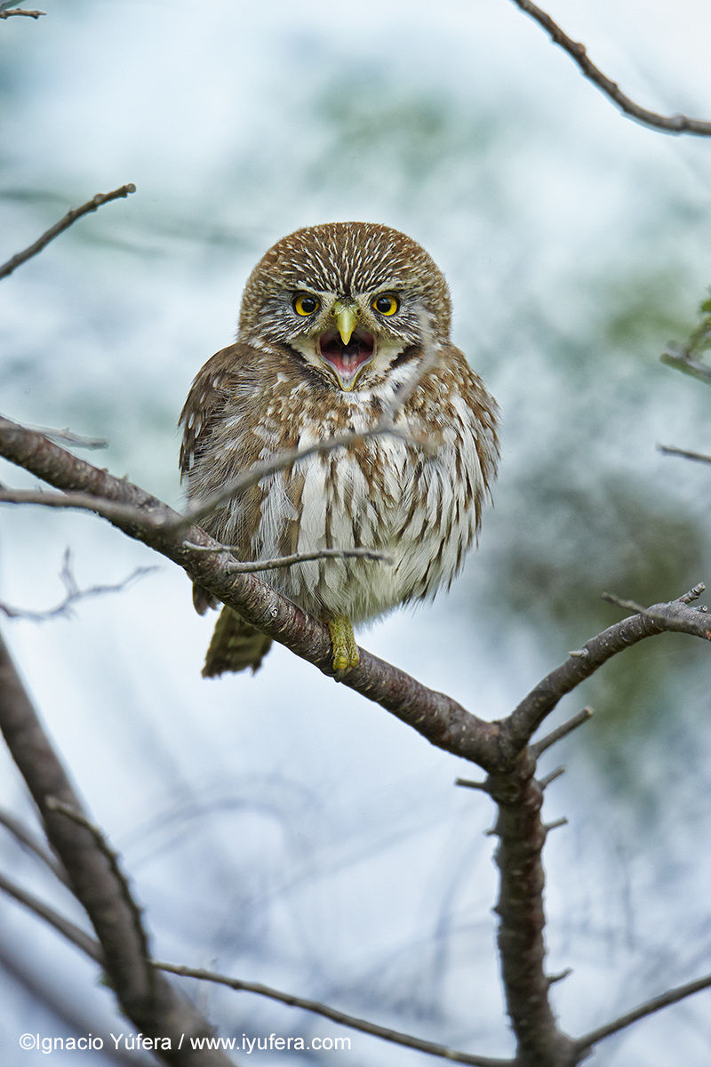 Austral Pigmy-owl