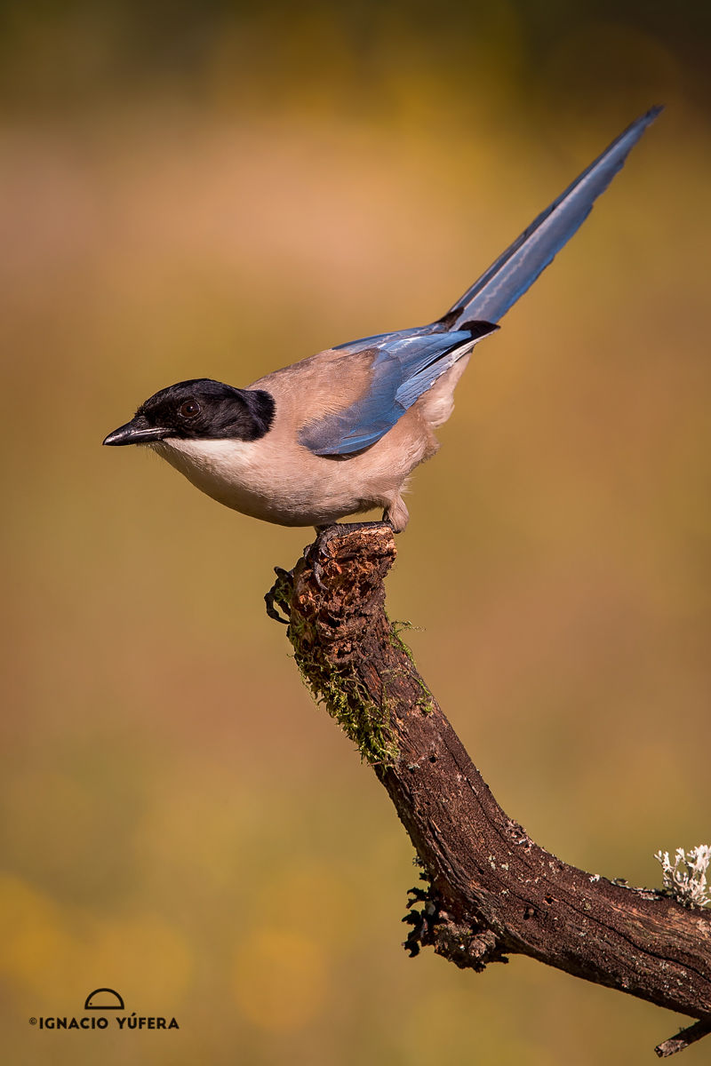 azure winged magpie