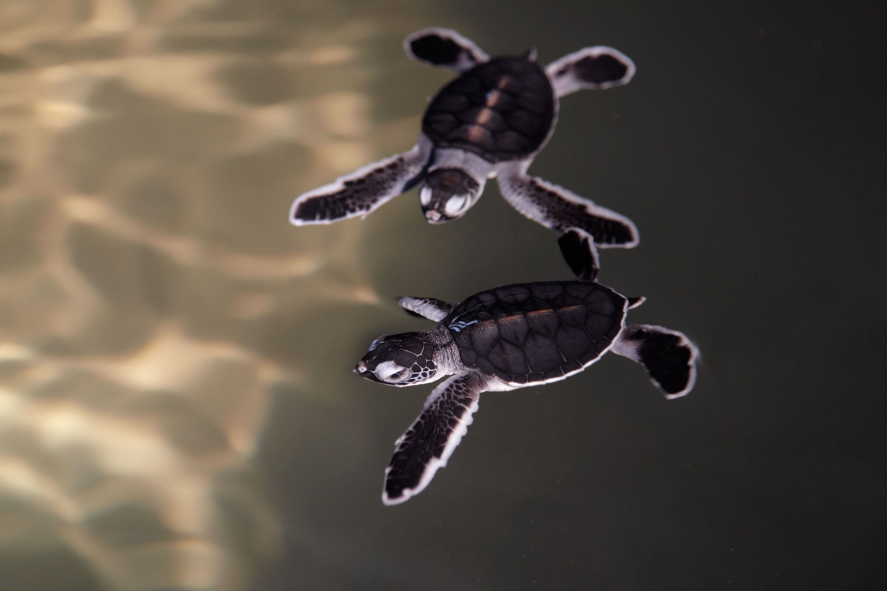Baby Green Turtles