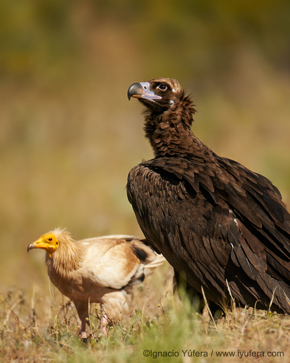 Black Vulture and Egyptian Vulture