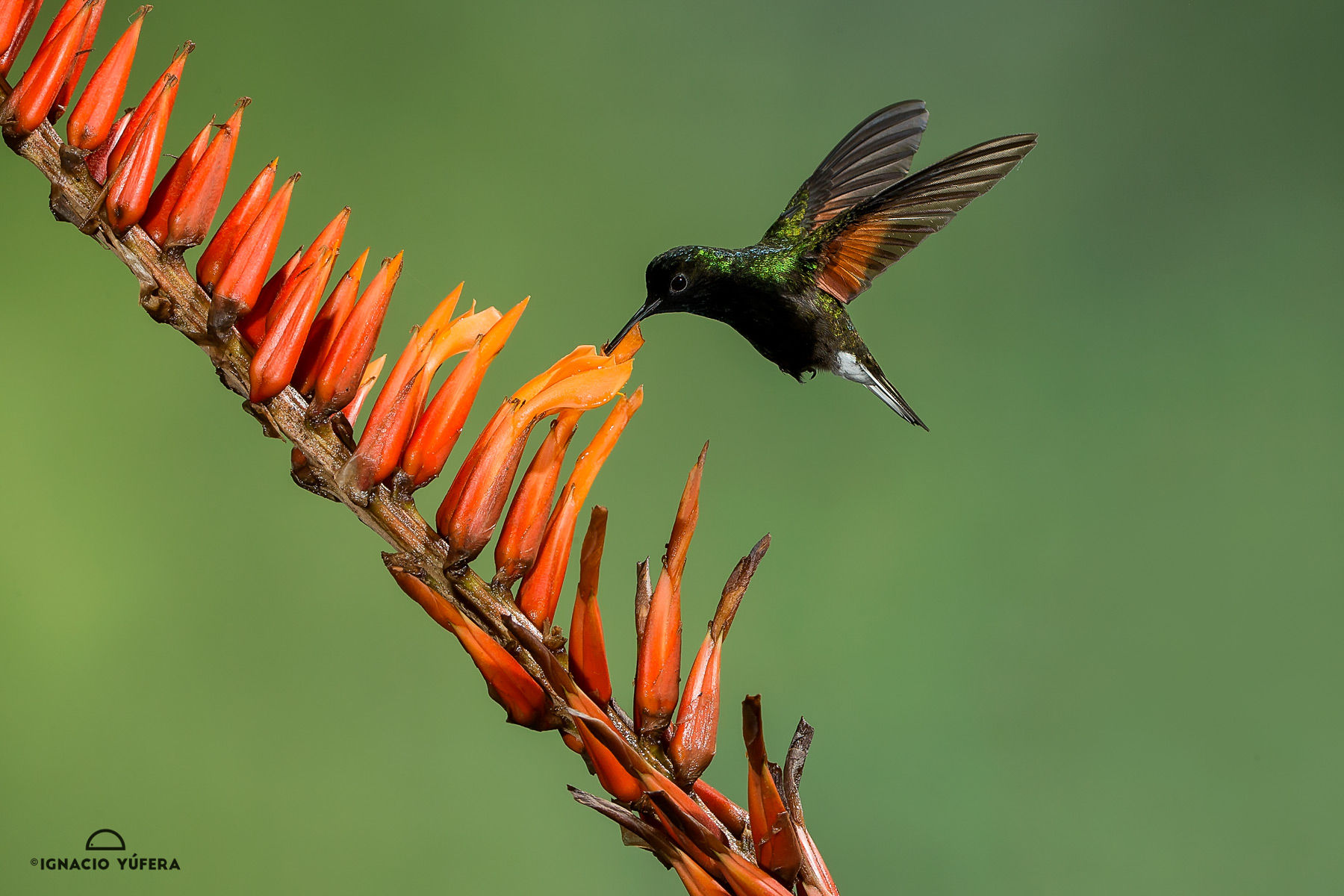 Black-bellied hummingbird
