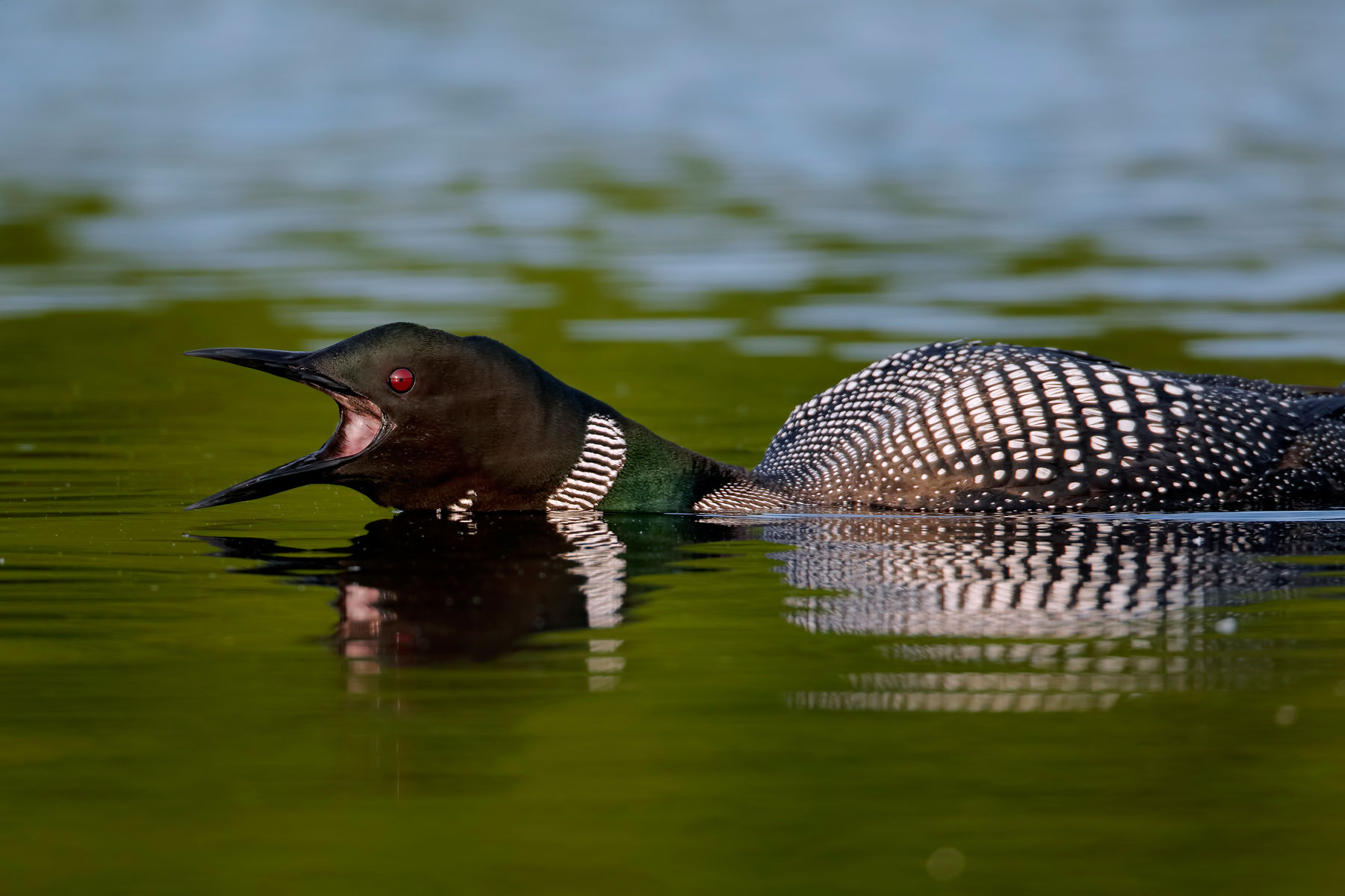 Great Northern Diver Common Loon