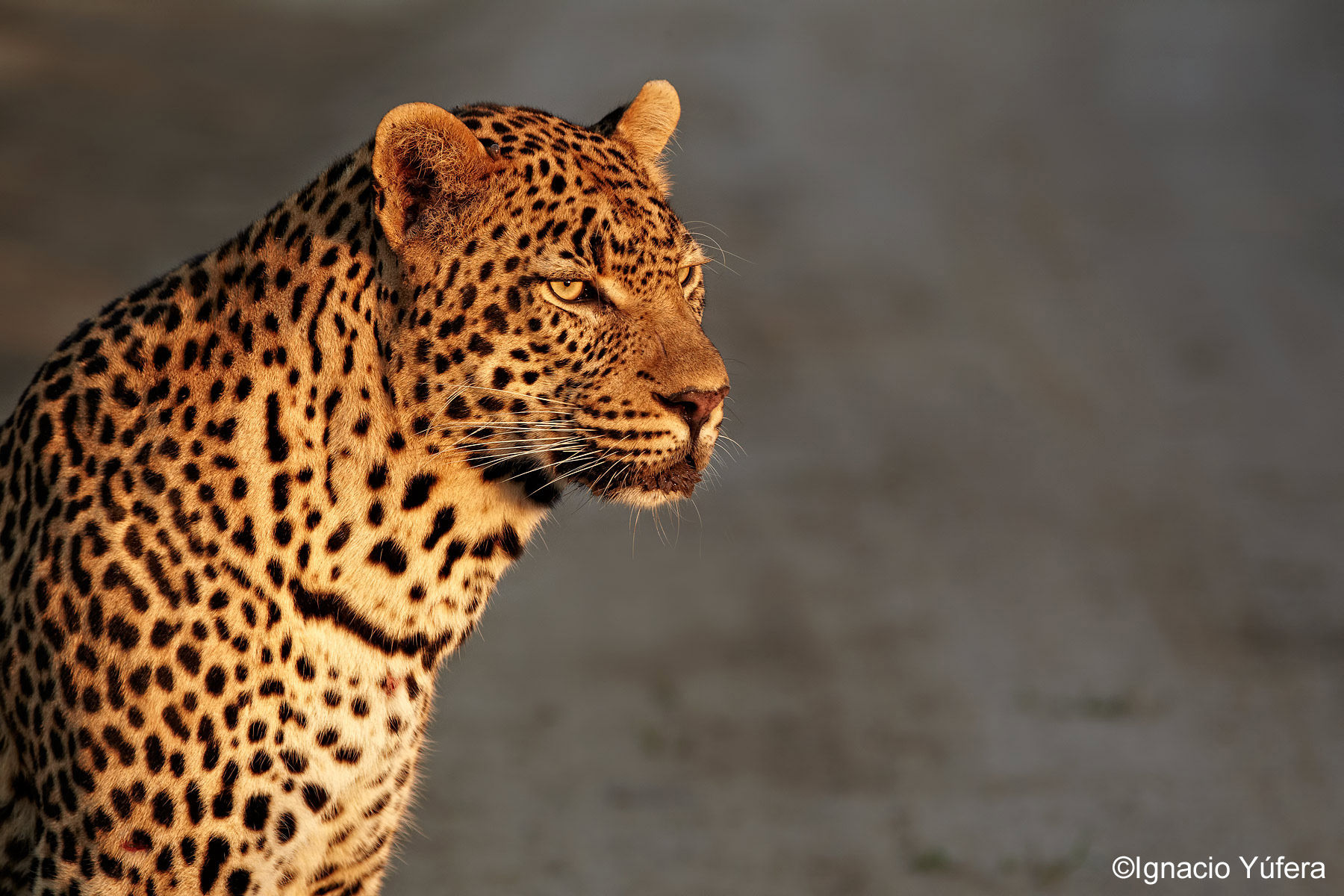Early Morning Leopard