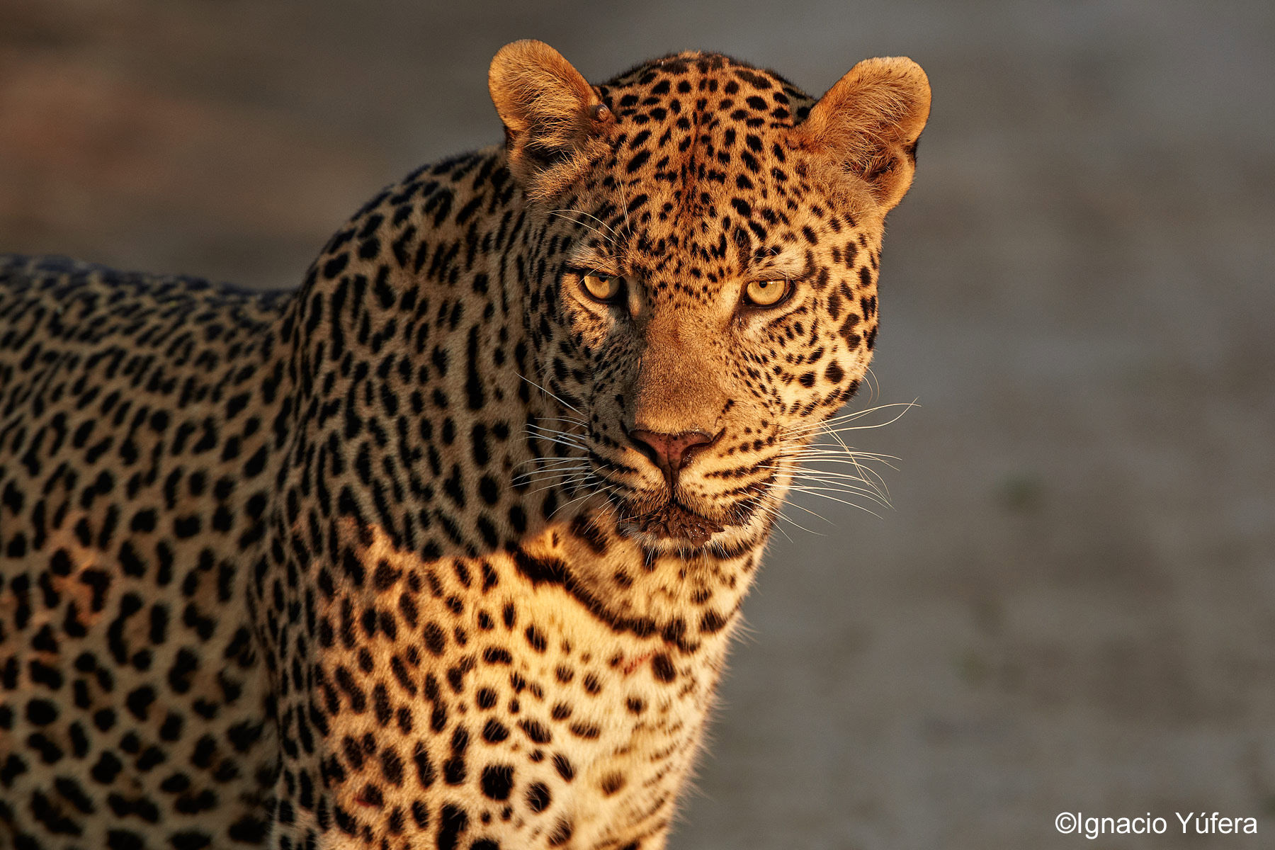 Early Morning Leopard