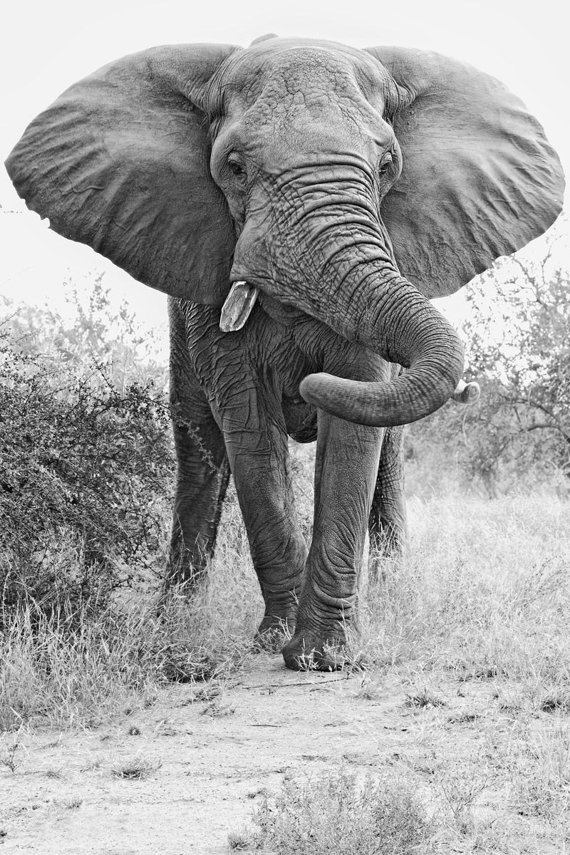 Elephant Charge