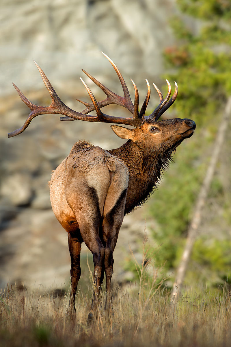 elk back