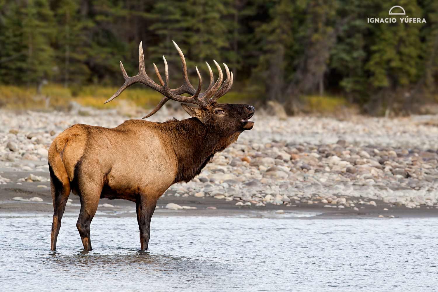 Elk Bull in River