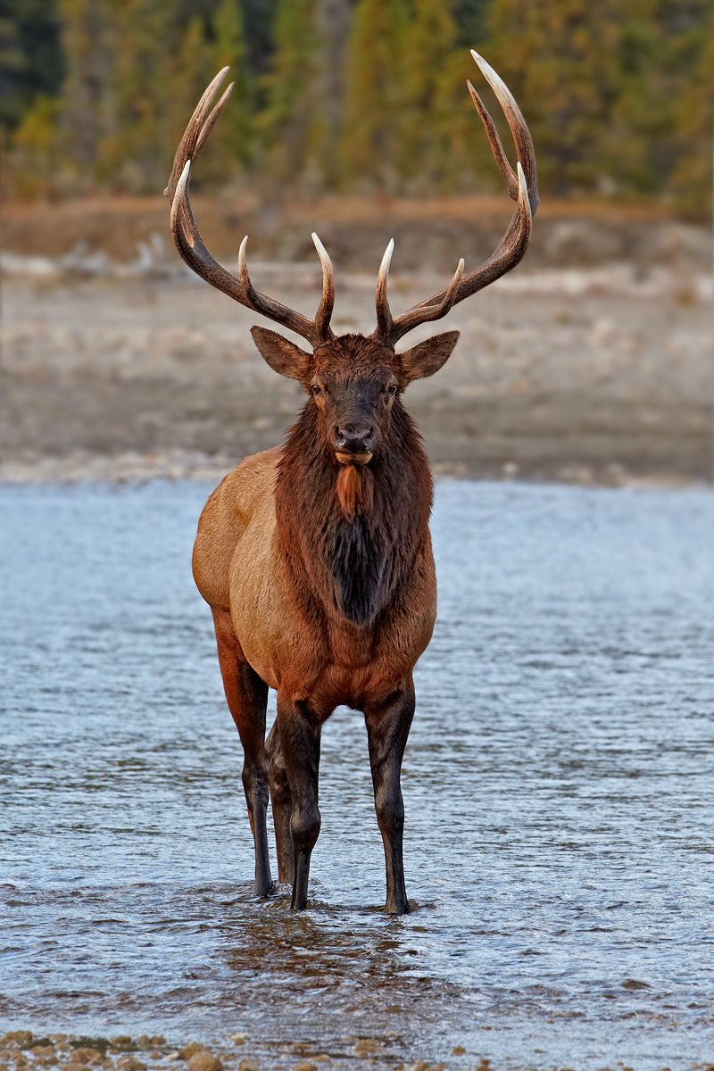 Jasper bull elk