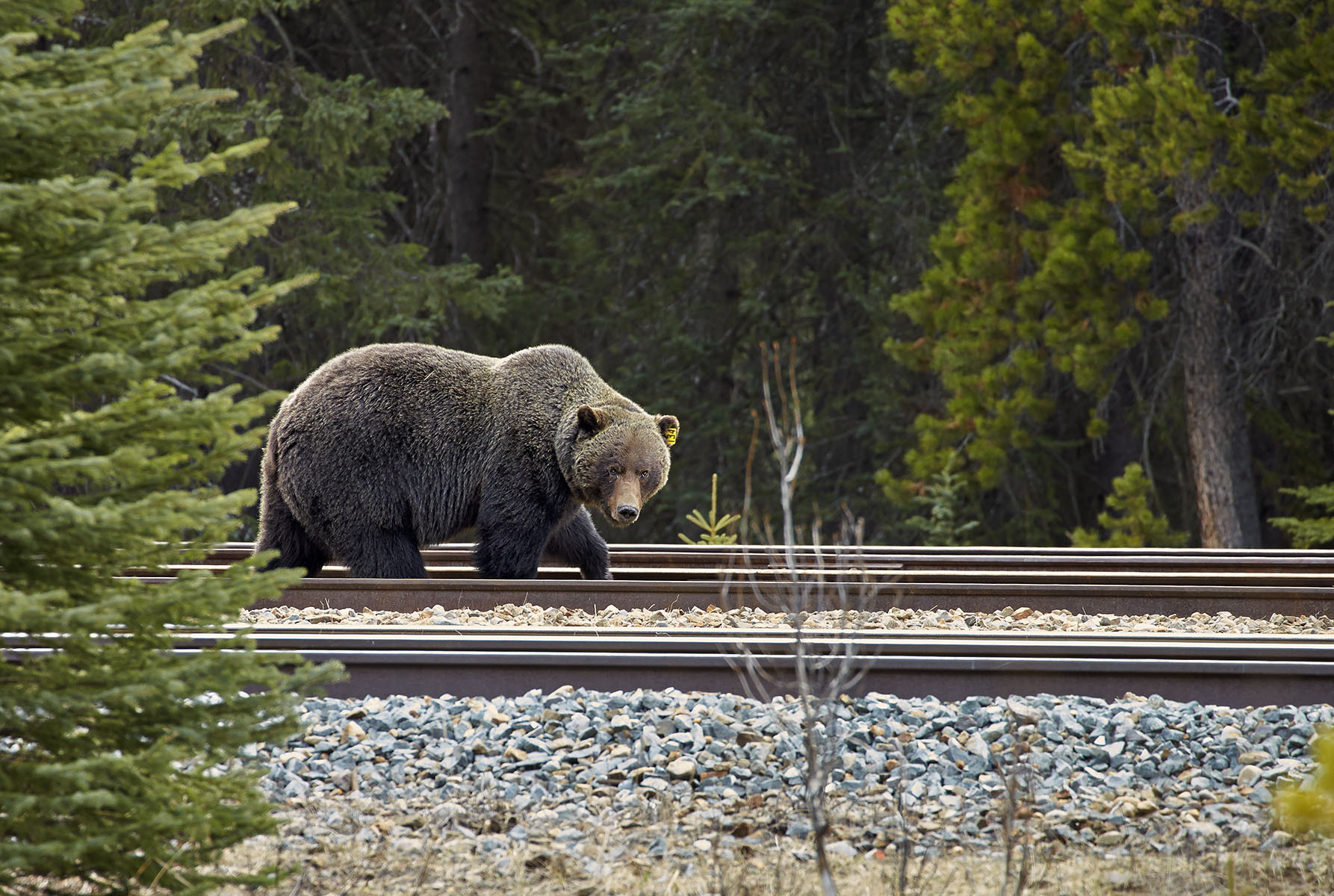 grizzly railway