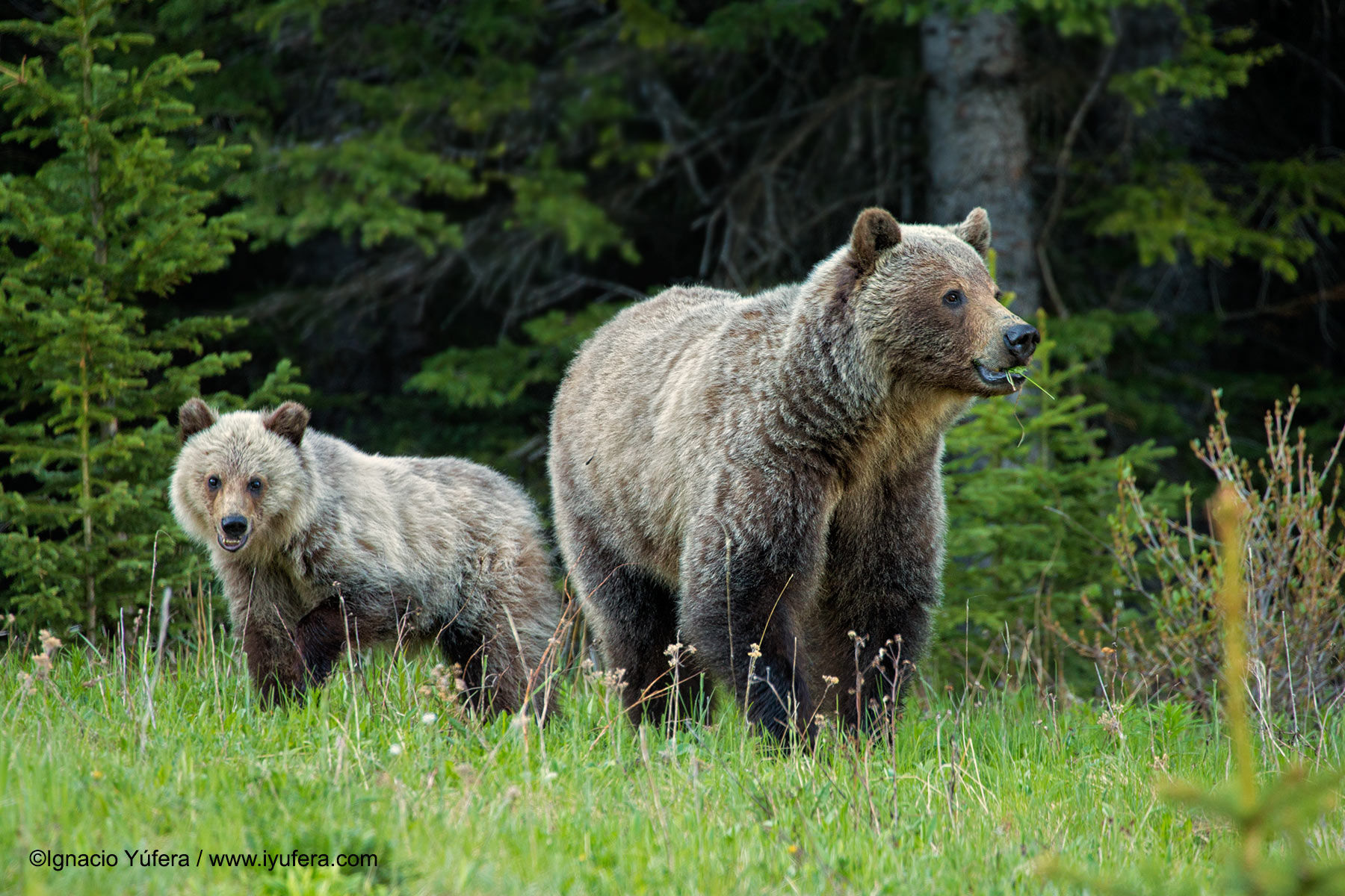 grizzly sow and cub