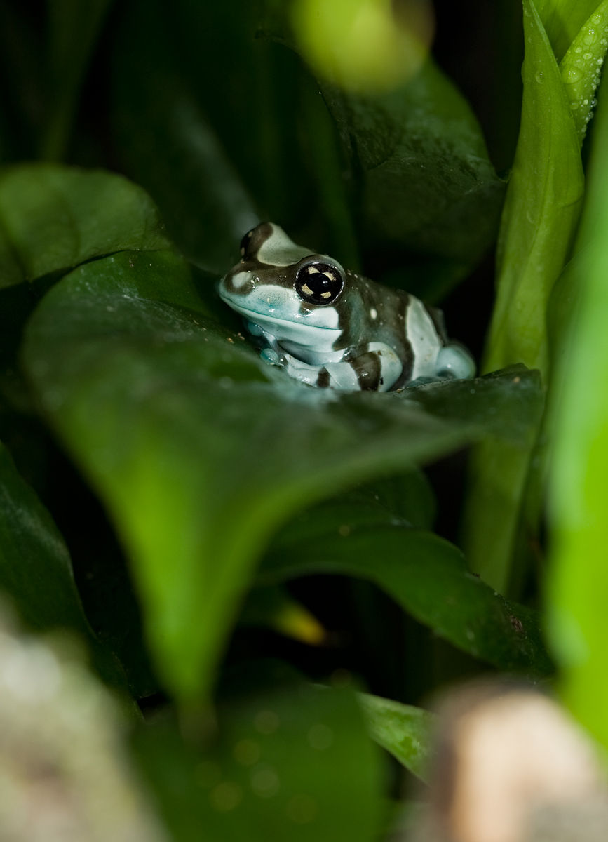 Harlequin Frog