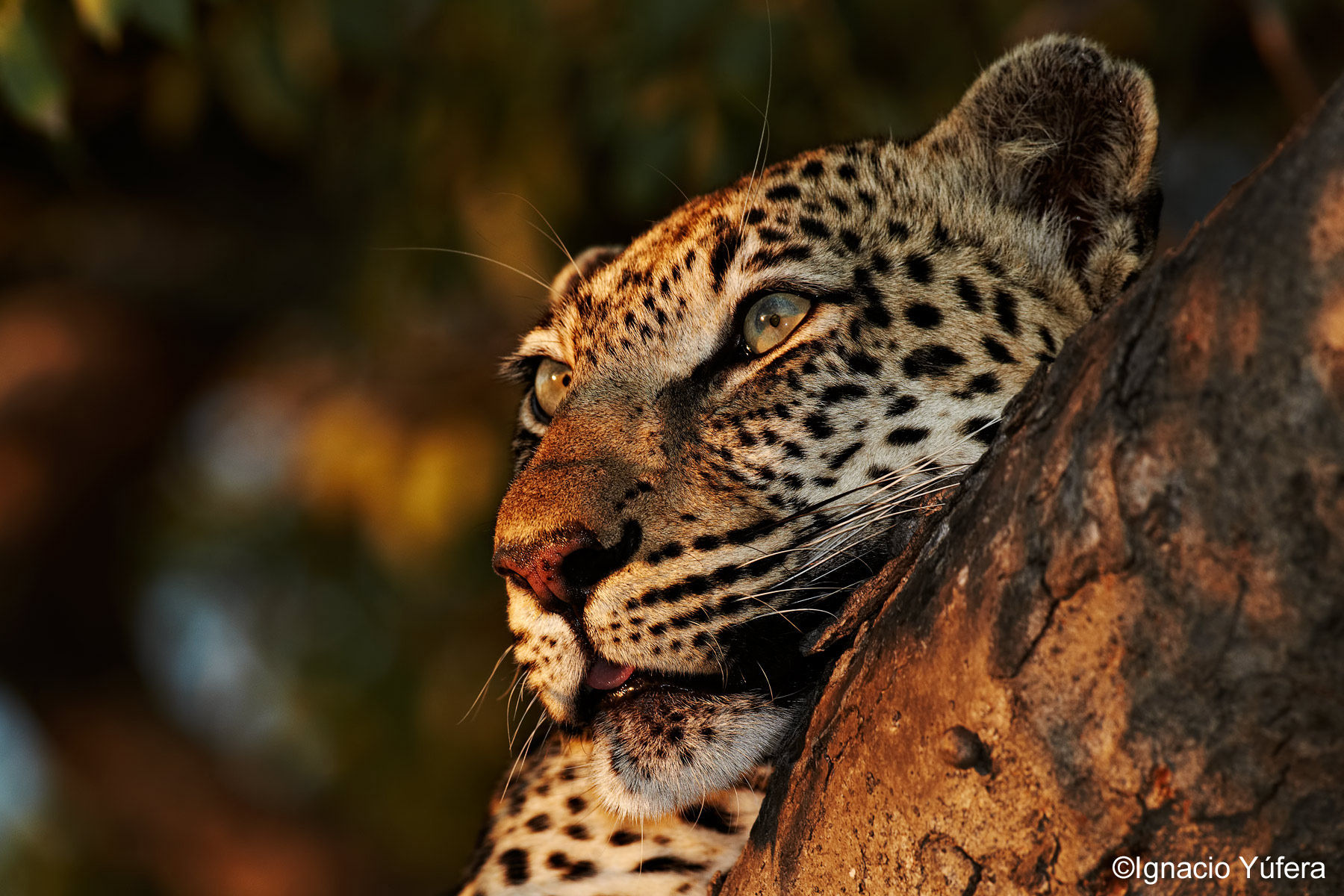 leopard closeup