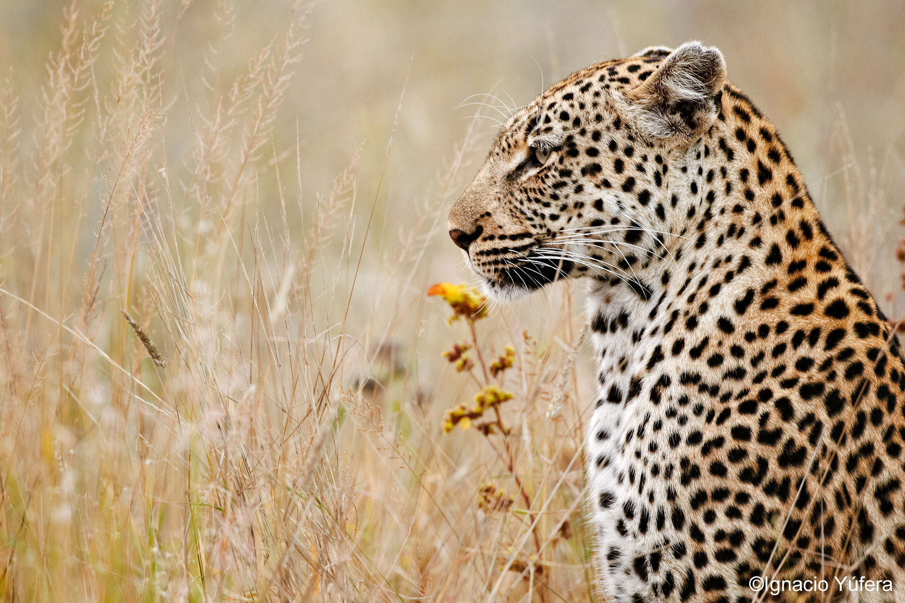 leopard portrait in grass