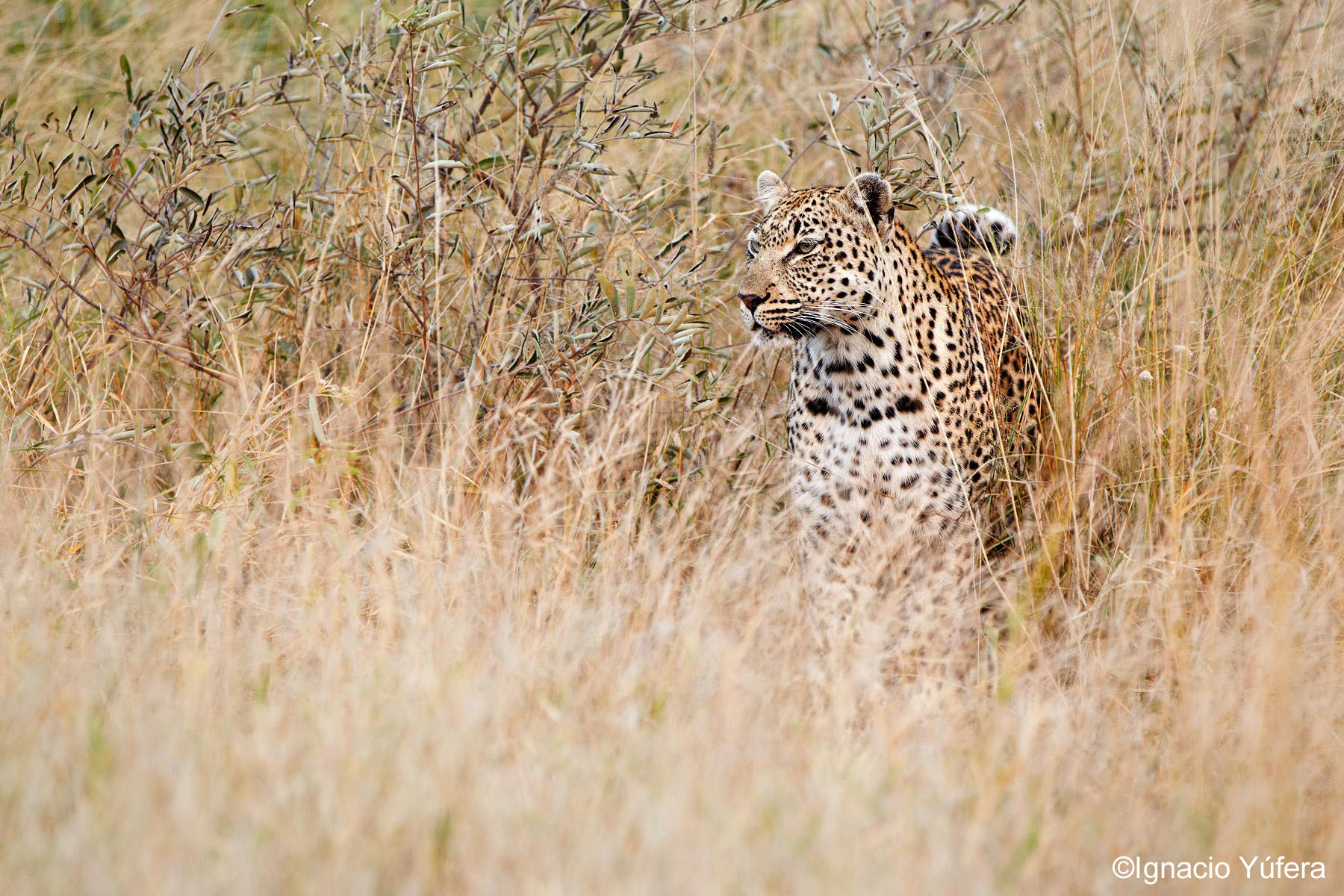 leopard tall grass