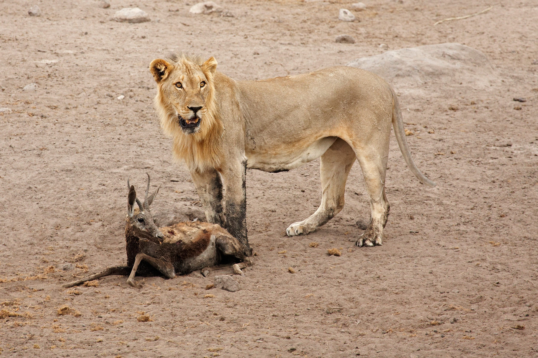 Lion and Springbok