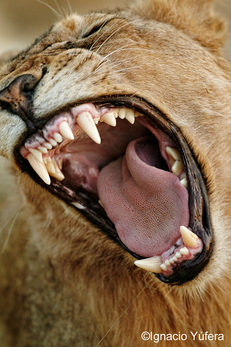 lion yawn