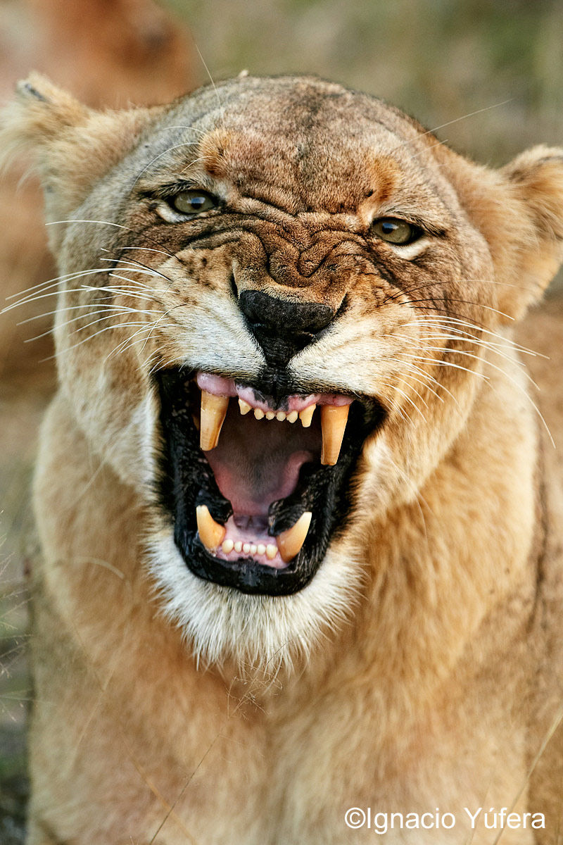 lioness yawn