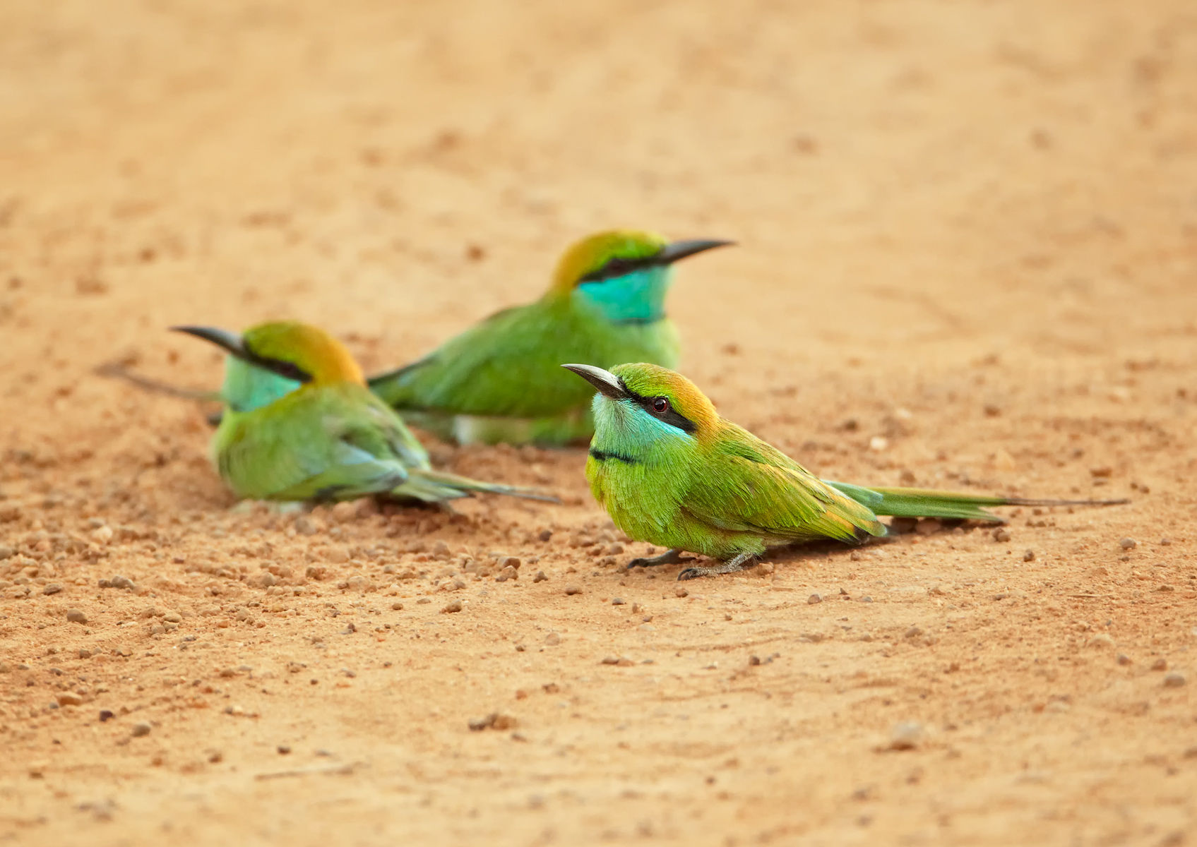 Little Green Bee-eaters