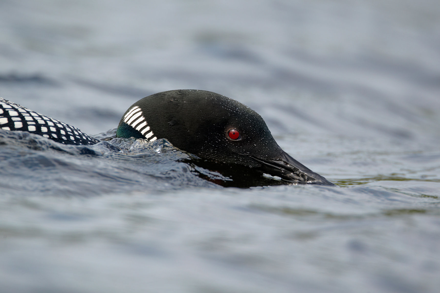 Great Northern Diver Common Loon