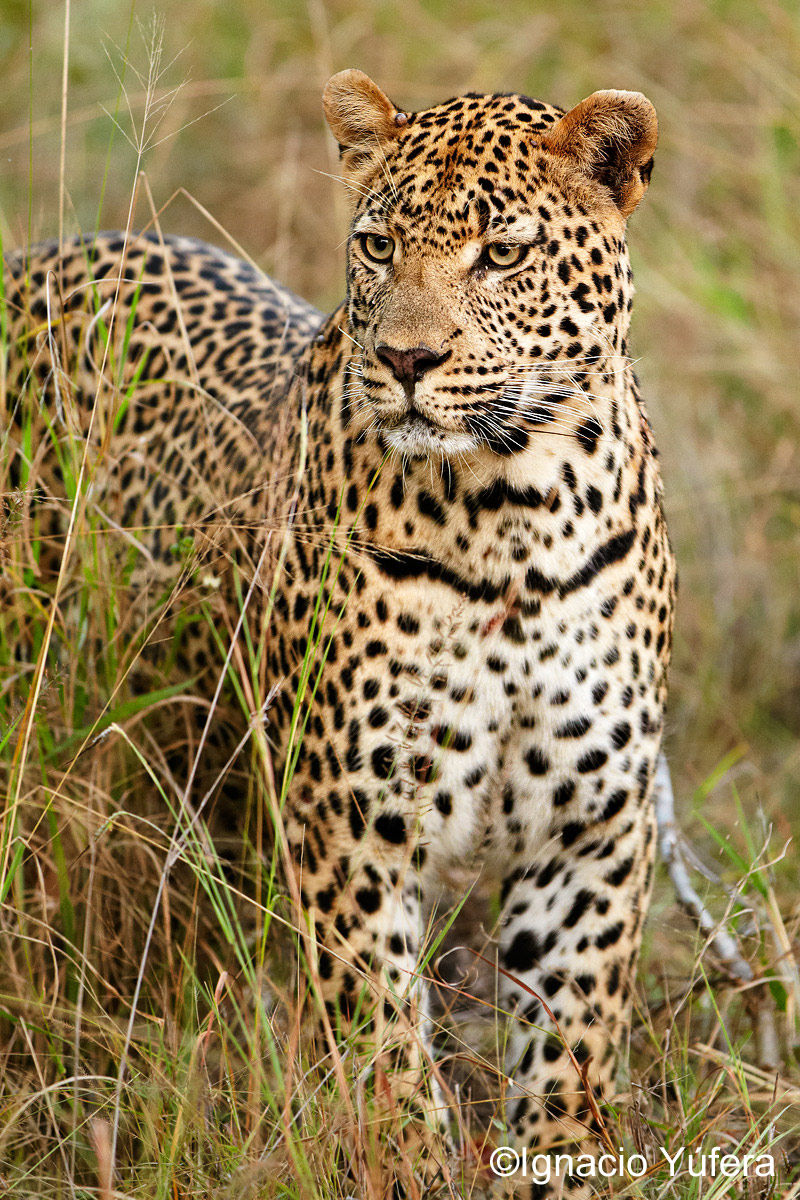 male leopard portrait