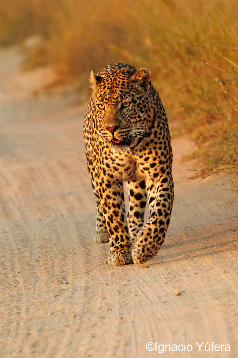 male leopard road