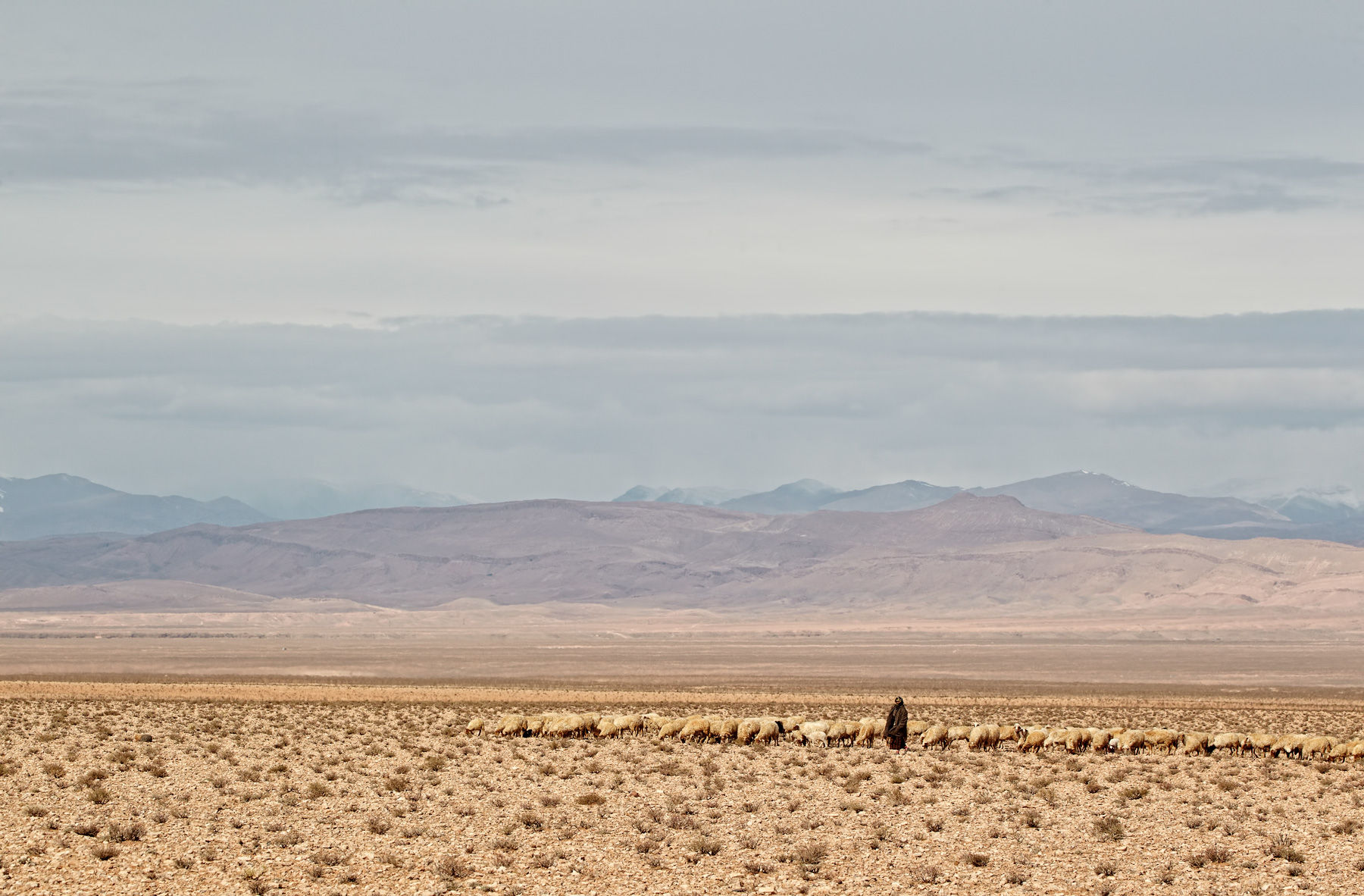 Moroccan Shepherd Scape