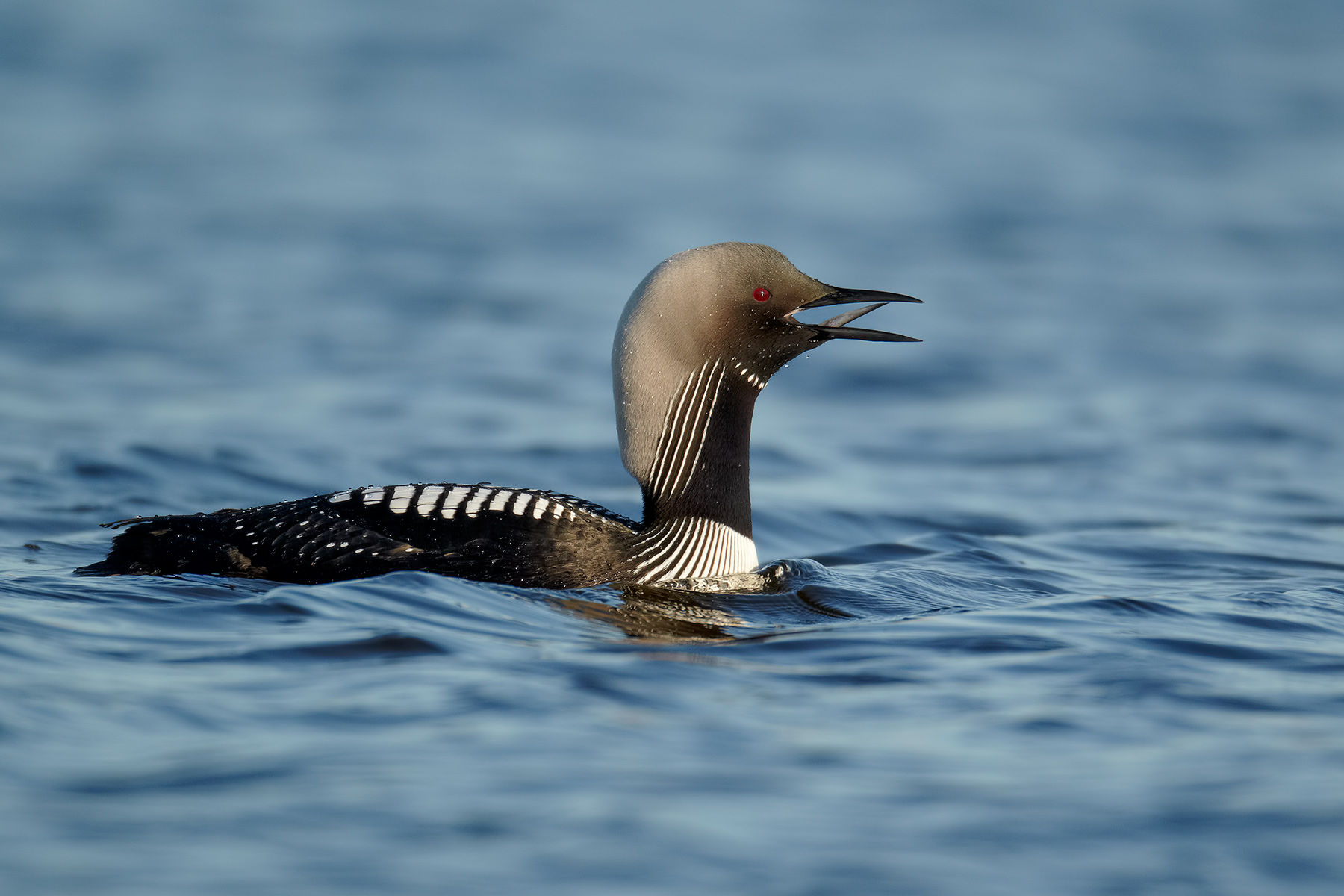 pacific loon call