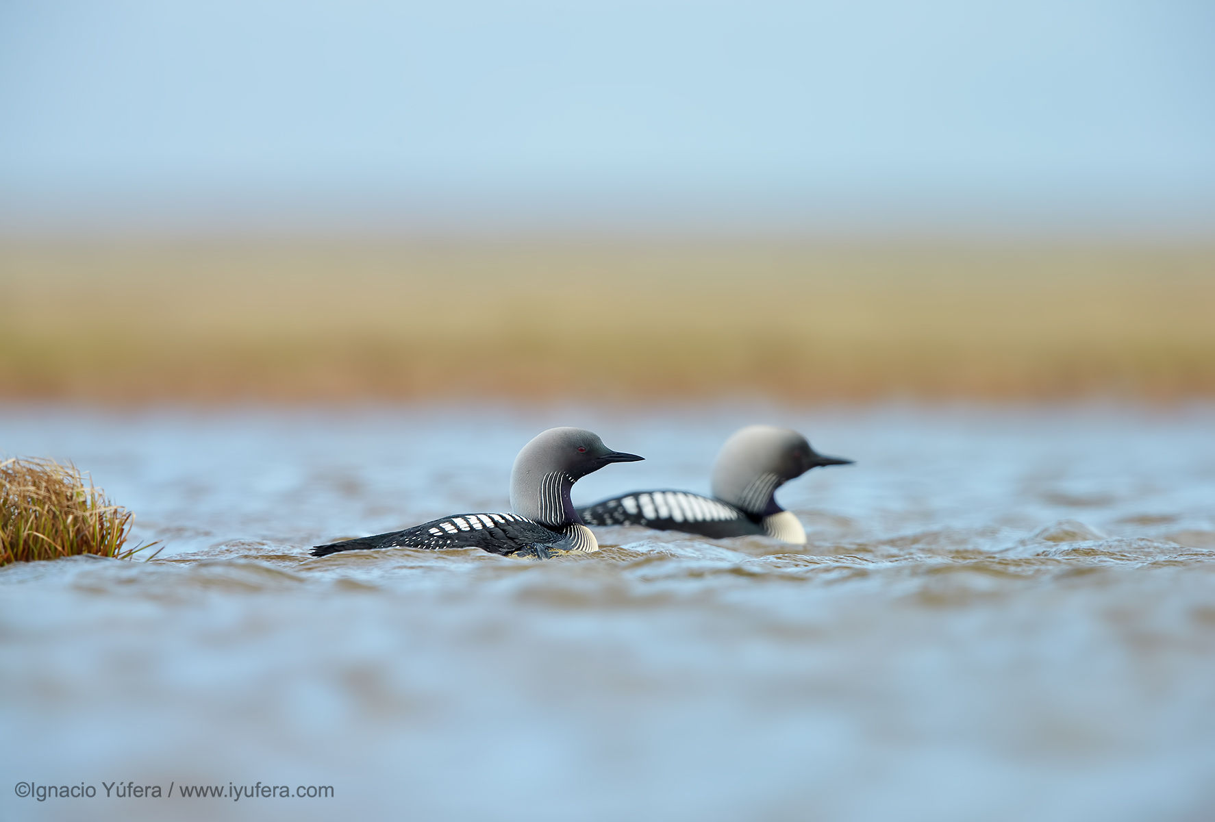 Pacific loons