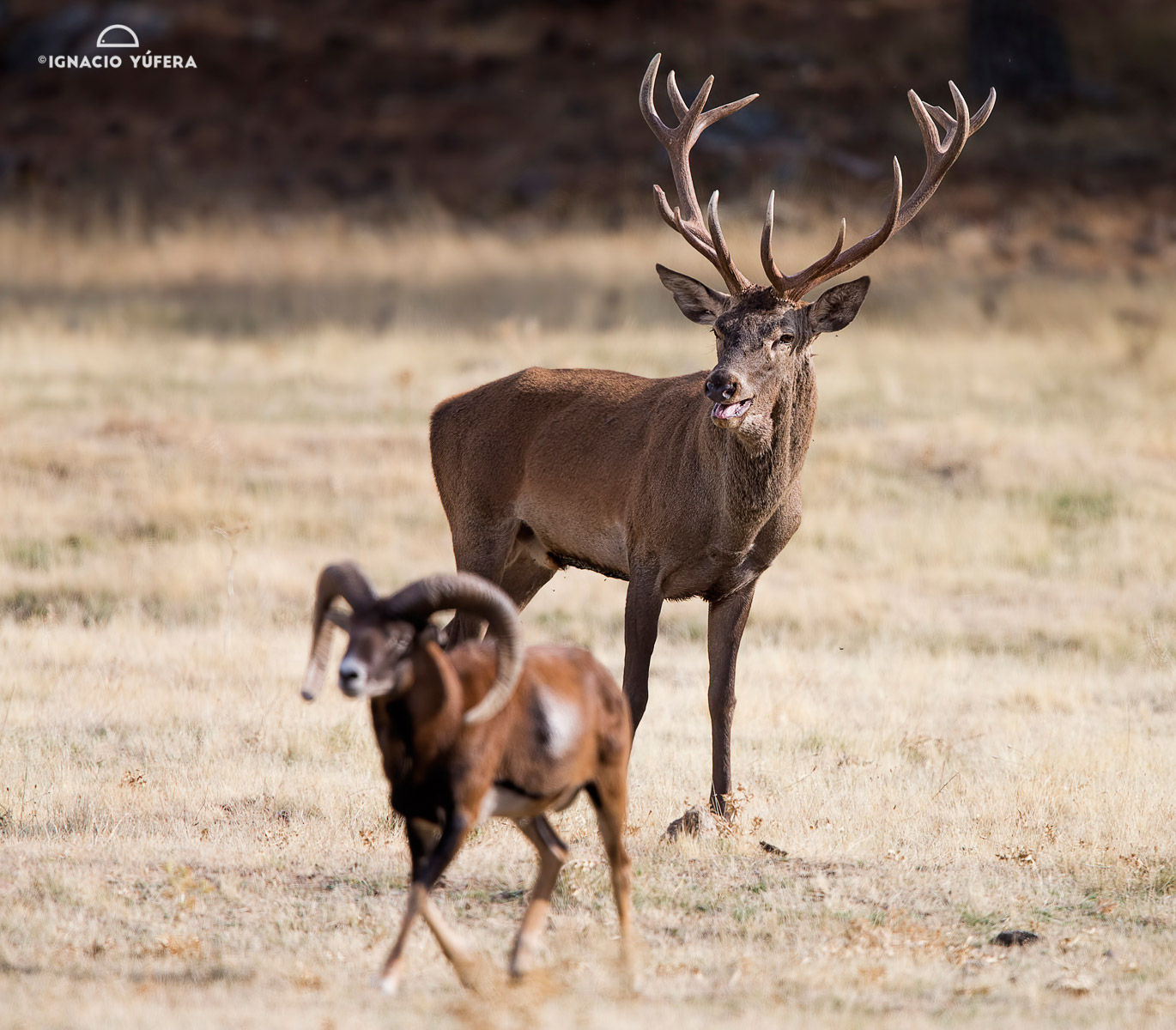 Red Deer and Mouflon