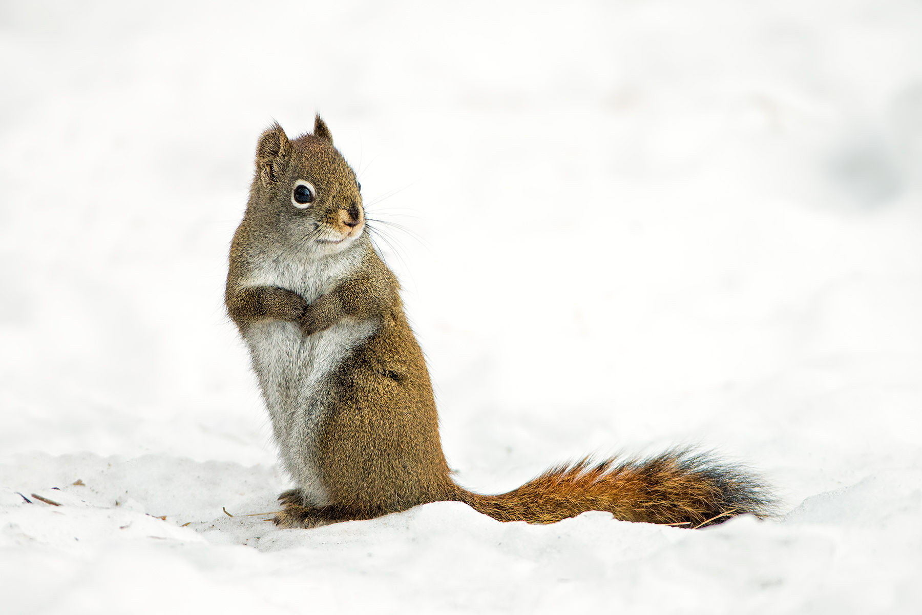 red squirrel snow
