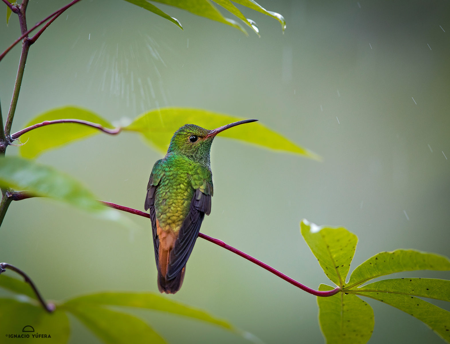 Rufous-tailed hummingbird