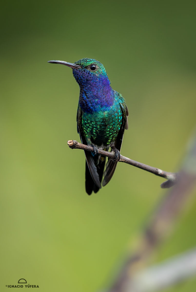 Sapphire-throated hummingbird