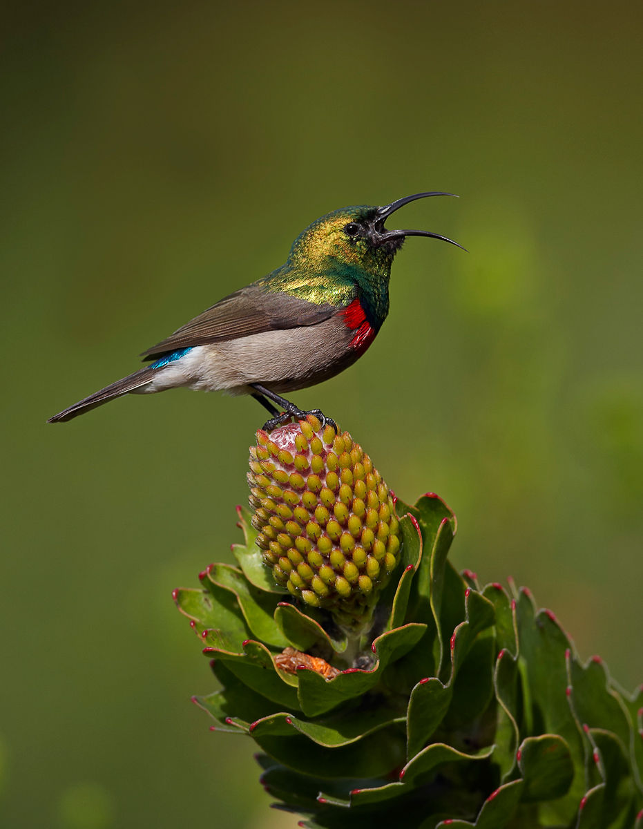 Southern Double-breasted Sunbird