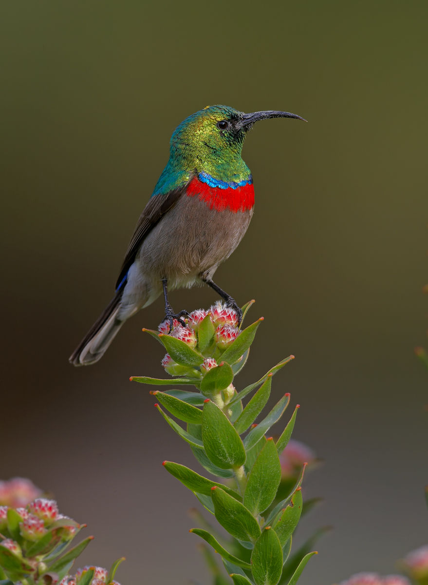 Southern Double-breasted Sunbird