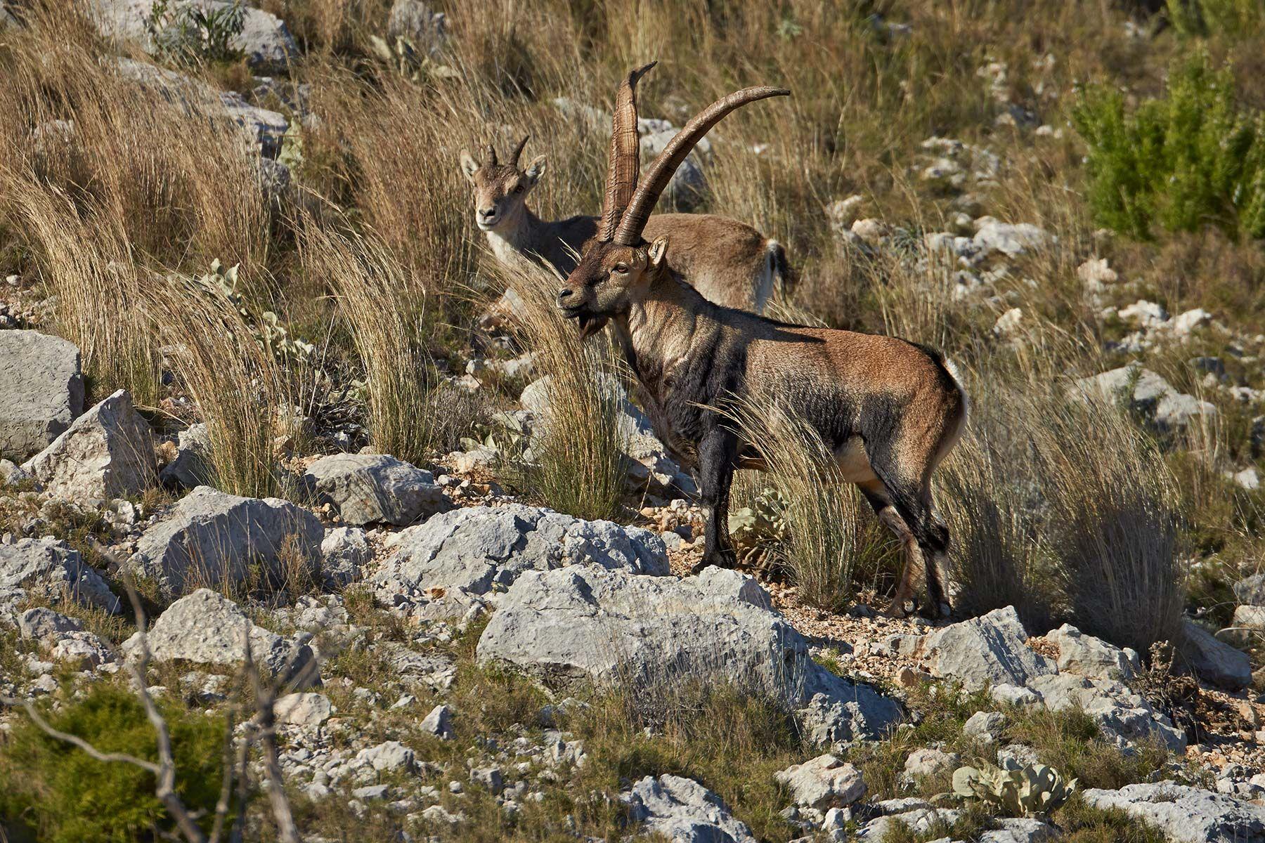 Spanish Ibex pair