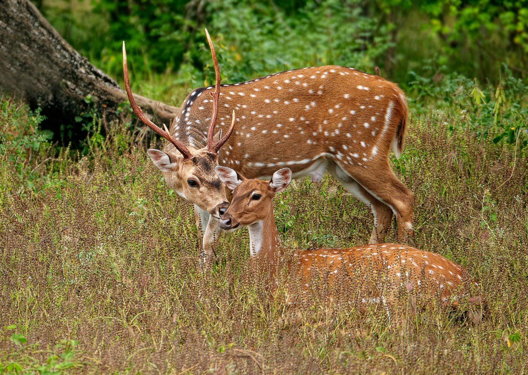 Spotted Deer pair