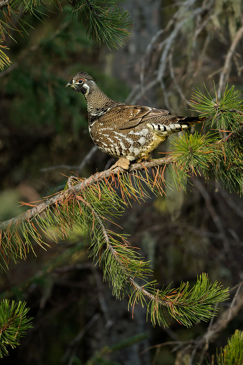 spruce grouse tree